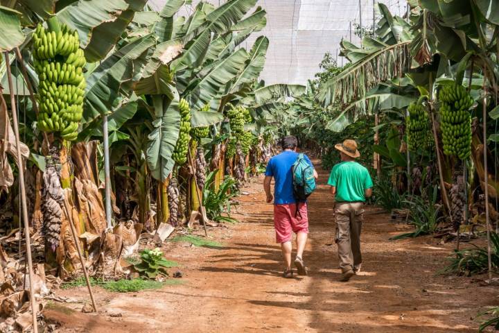 Excursión Plantación de plátanos en Tenerife