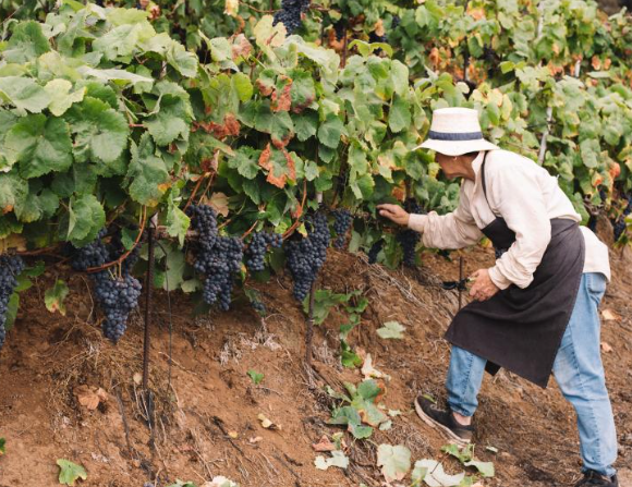 Excursión Tenerife GastroWine Norte