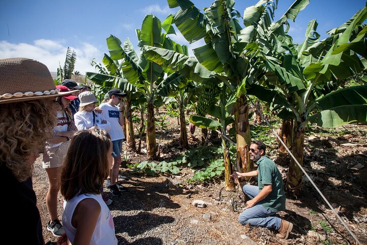 Excursión Banana ECO Plantation