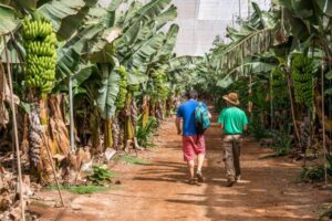 Excursión Bananenplantage auf Teneriffa