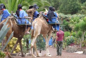 Excursión Kamelritt in El Tanque