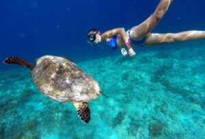 Excursión Snorkel vibe dive