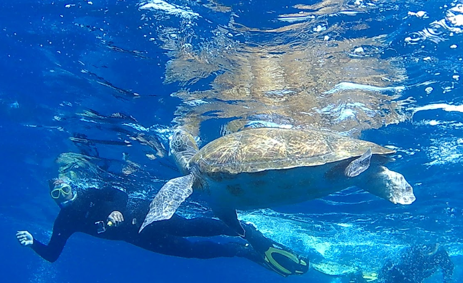 Excursión Snorkeling vibe dive